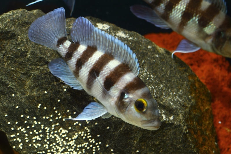 Neolamprologus sexfasciatus